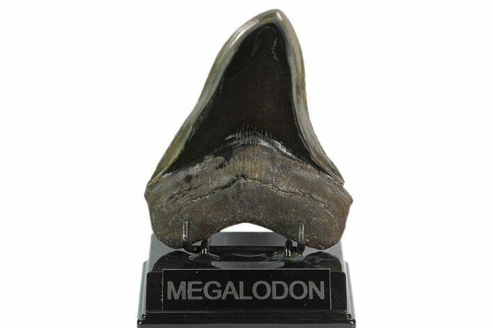 Serrated, Fossil Megalodon Tooth - Polished Blade #128314